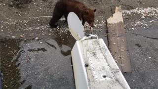 Baby Bears Play by Plane