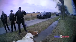 Police Help Save Horse Stuck In A Ditch
