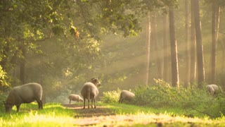 Beautiful View of Sheep in Forest..