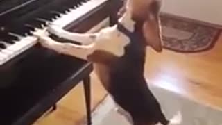 Funniest video you'll see today - Dog plays and sings