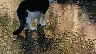 Cat Tries To Catch Fish Under The Ice