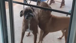 Boxer does happy feet dance when he wants to come inside