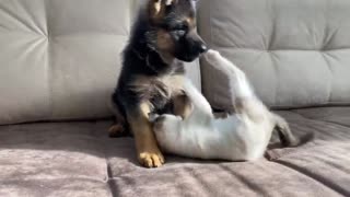 German Shepherd Puppy playing with little Kitten