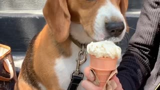 Beagle puppy enjoys ice cream cone