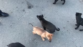 Feeding homeless puppies