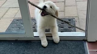 Puppy Struggles to Bring Stick Inside