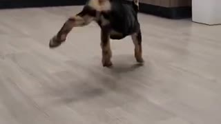 Adorable Happy Dancing Dog