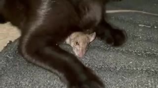 Real tom and jerry in a house so funny