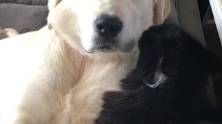 Doggy Loves to Be Cleaned by Cat