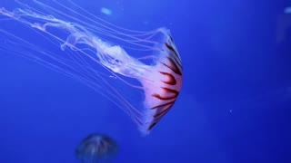 Jelly fish inside an aquarium