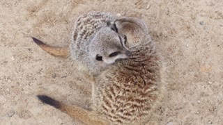 Beautiful Hug between two meerkats !!! 😍😘😍