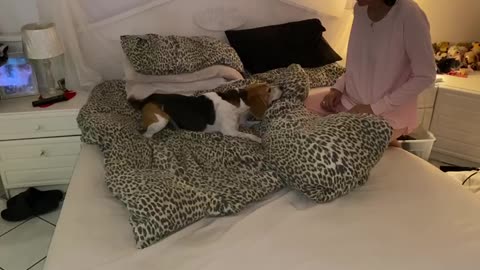 Dog refuses owner to make up the bed