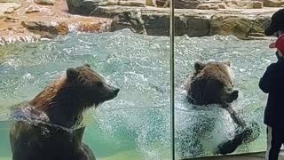 Dancing Bears Make Waves at the Zoo