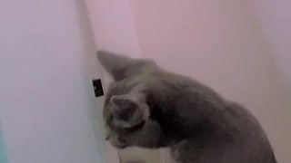 Cute Cat Plays with Person in the Bathtub