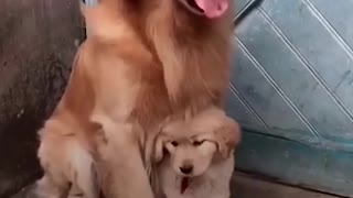 Protective Dog Dad Won't Let Anyone Near His Puppy