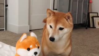 Echo dog toy - Dog reaction funny