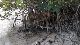 Water on Mangroove Roots, Wabasso Causeway, Indian River Lagoon