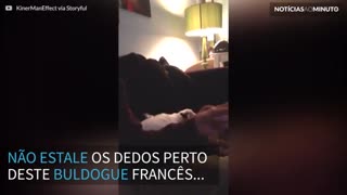 Buldogue francês reage freneticamente ao estalar de dedos