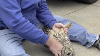 Owl Rescued After Being Stuck in Bumper Bar