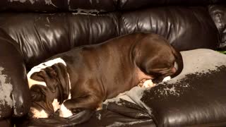 American Bulldog Snoring