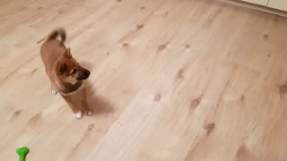 Puppy can't contain his excitement when owner comeback home