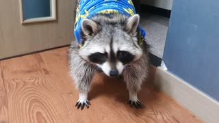 Pet raccoon shows off his pajamas before bedtime