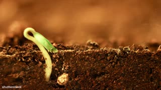 I Could Watch Time Lapses Of Seeds Growing All Day