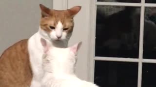 Bully cat gets a taste of his own medicine
