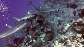 Massive gathering of silver tip sharks engage in feeding frenzy