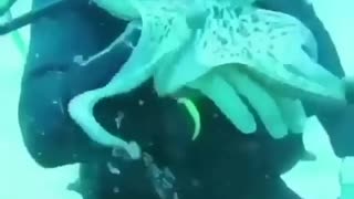 Baby Octopus playing with a divers 🥰