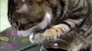 Funny cat drunk cat