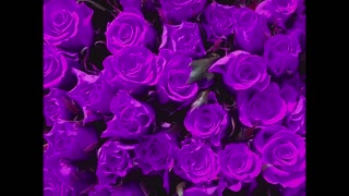 Purple Roses & Other Types Of Purple Flowers.