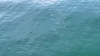 Ducks Diving