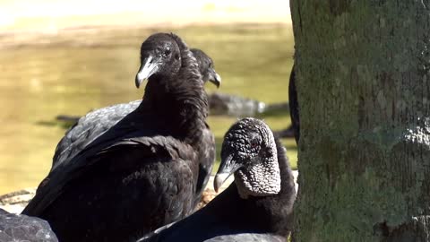 Free Black Vultures Buzzard Stock Video Footage