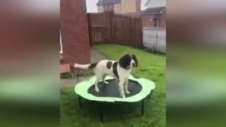 The dog is jumping