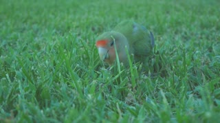 Close Up Shot of a Bird Eating