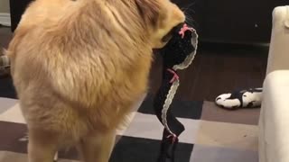 Naughty puppy is a lingerie thief!