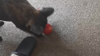 French Bulldog plays with apple instead of eating it