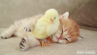 Kitten sleeps sweetly with the Chicken 🐥🐈🐈🐈🐈