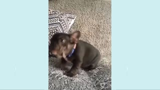 Funny Puppy Videos - 22