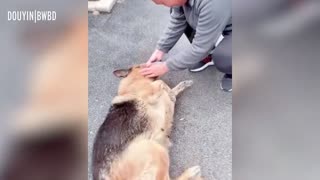 Former Police Dog 'Cries' After Reuniting With Handler She Hasn't Seen