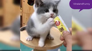 Video CATs Funny videos