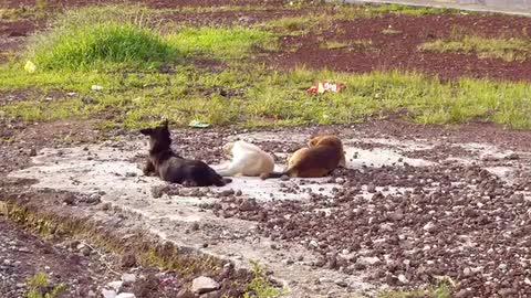 Three Dogs Resting In A Park