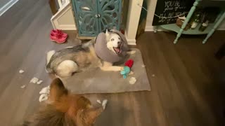Stubborn Husky pleads his defense after destroying brother's toy