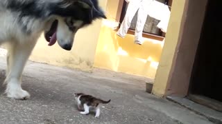 scared kitten dog
