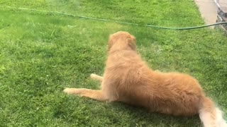 Golden Retriever Fetches Towel for Owner to Dry Him Off