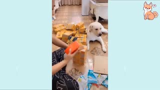 Cute Funny dogs & Cute Puppies