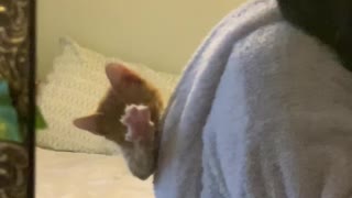 Kitten Hangs Out in Hood