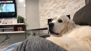 Dog Barks At Owner The Second She Stops Petting Him