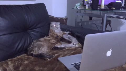 Cat and dog watching movie